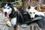 Skagway Sled Dog Adventure thumbnail 5