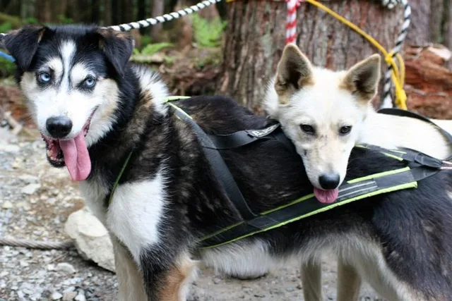 Skagway Sled Dog Adventure - Image 5