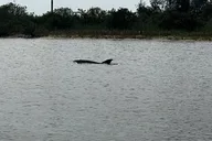 Daytona Beach Coastal Cruise thumbnail 2