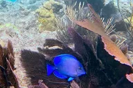 Key West Private Snorkeling Charter thumbnail 2