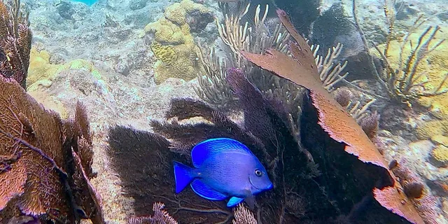 Key West Private Snorkeling Charter - Image 2