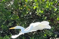 Naples Clear Kayak Eco Tour thumbnail 2