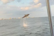 Destin Harbor Eco Dolphin Cruise at Sunset thumbnail 6