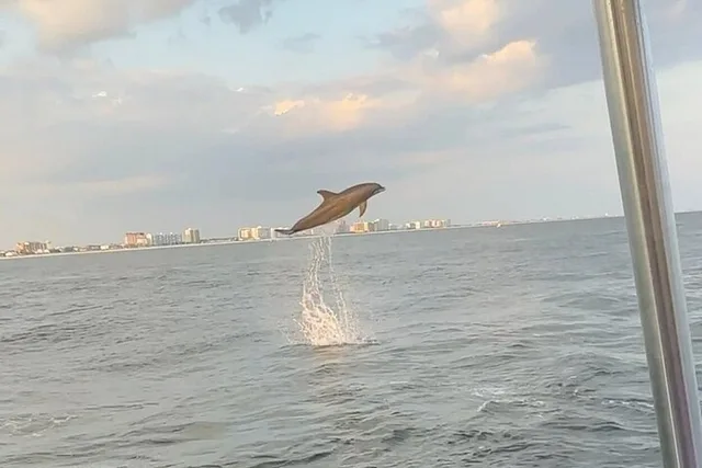 Destin Harbor Eco Dolphin Cruise at Sunset - Image 6