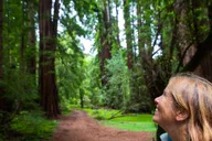 San Francisco Muir Woods and Sausalito Tour 5 hr thumbnail 1