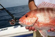 Key West Fishing & Sandbar or Snorkel Charter thumbnail 2