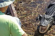Miami Everglades Tour with Wet Walk and Boat Trips thumbnail 5