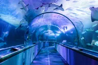 San Francisco City Attractions Pass thumbnail 5