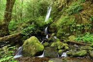 Seattle Rainforest and Olympic National Park Tour thumbnail 4