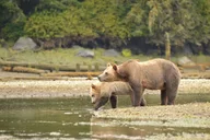 Juneau Private Bear Viewing Tour thumbnail 5