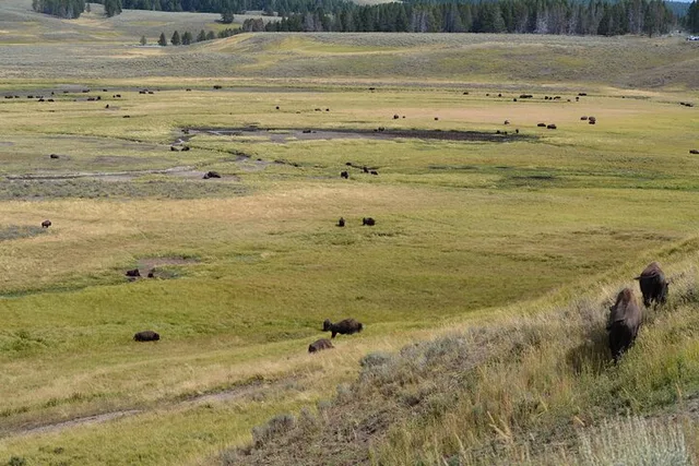 Yellowstone Lamar Valley Wildlife Hike Full Day - Image 6