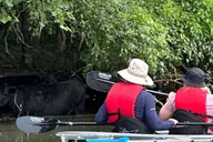 Nashville Old Hickory Lake Clear Kayak Wildlife Tour 2.5 hr thumbnail 5