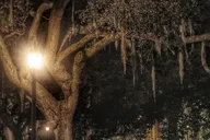 Savannah Zombie Night-Time Walking Ghost Tour thumbnail 5