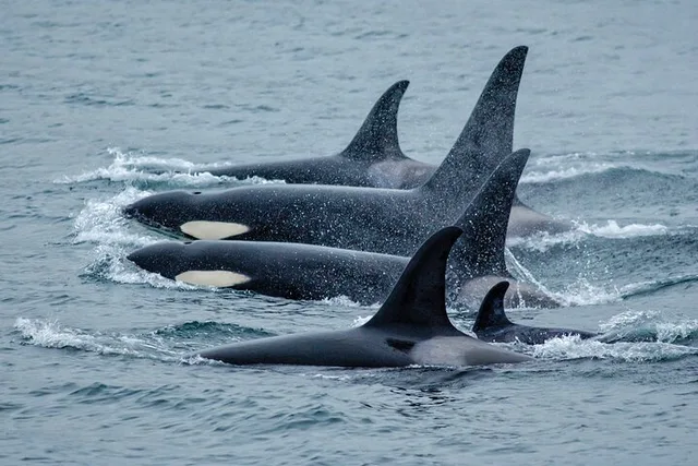 Juneau Whale Watch Adventure - Image 6
