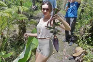 Fern Forest Banana Cultivation Experience thumbnail 3