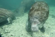 Crystal River Manatee Snorkeling Tour thumbnail 2