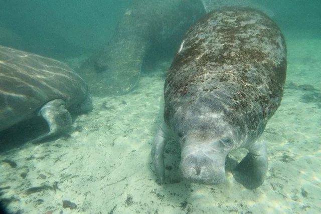 Crystal River Manatee Snorkeling Tour - Image 2