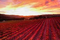 Paso Robles Wine Tasting Tour thumbnail 6