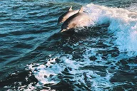 Panama City Dolphin Watching and Snorkeling Tour thumbnail 1