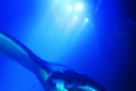 Kailua-Kona Manta Ray Snorkel Tour thumbnail 4