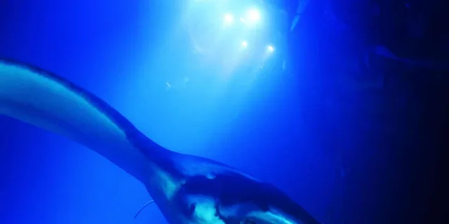 Kailua-Kona Manta Ray Snorkel Tour - Image 4