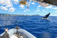 Oahu Whale Watching Adventure 2 hr thumbnail 4