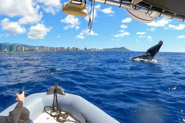 Oahu Whale Watching Adventure 2 hr - Image 4