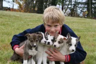 Seward Dog Sled Ride and Kenai Fjords Tour thumbnail 4