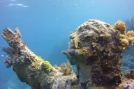 Key Largo Snorkel Tour to Reef thumbnail 3