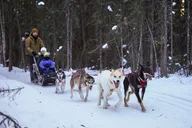 Borealis Basecamp Dogsled and Reindeer Day Trip thumbnail 3