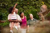 Williamsburg Busch Gardens Admission Ticket thumbnail 6