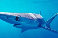 San Diego Shark Snorkel Adventure thumbnail 5