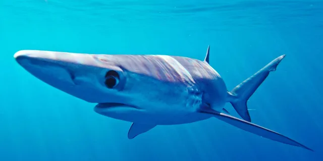 San Diego Shark Snorkel Adventure - Image 5