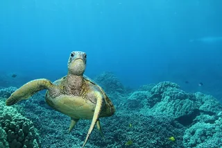 Captain Cook Snorkel Tour at Kealakekua Bay