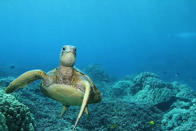Captain Cook Snorkel Tour at Kealakekua Bay - Image 1