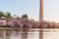 Washington DC Cherry Blossom Bus Tour with Tidal Basin Walk thumbnail 3
