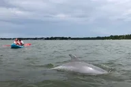 Virginia Beach Kayak Dolphin Experience thumbnail 4