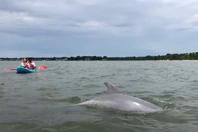 Virginia Beach Kayak Dolphin Experience - Image 4