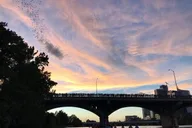 Austin Bat Bridge Kayak Tour thumbnail 5