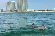 Orange Beach Dolphin Sightseeing Excursion 1 hr thumbnail 4