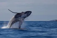 Maui Whale Watching Sail with Live Whale Songs thumbnail 3