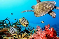 Key Largo Coral Reef Park and Sunset Tour thumbnail 1