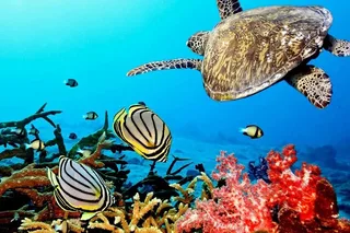 Key Largo Coral Reef Park and Sunset Tour