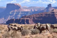 Moab Canyonlands National Park 4x4 Tour thumbnail 3