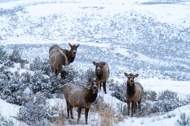 Yellowstone Wildlife Photography Tour 3 Days - Image 5