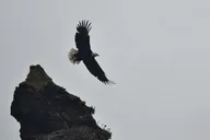 Kachemak Bay Wildlife Tour thumbnail 4