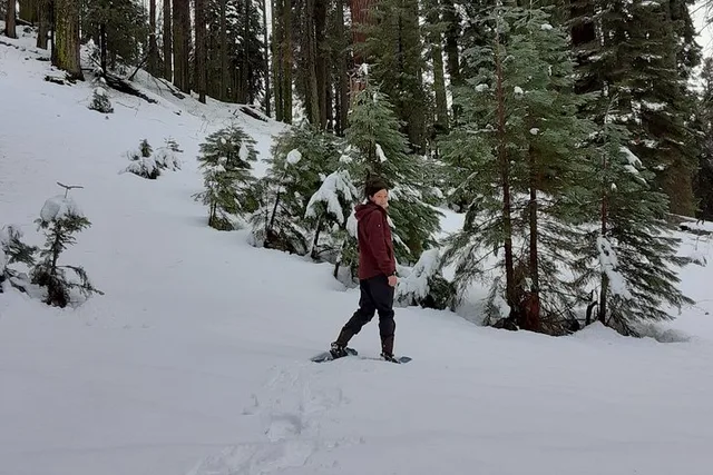 Sequoia National Park Snowshoe Adventure - Image 4