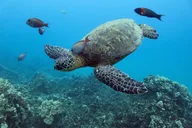 Waikiki Turtle Snorkeling Tour with Trolley Ride 2 hr thumbnail 4