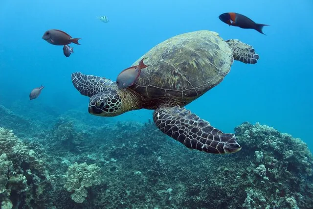 Waikiki Turtle Snorkeling Tour with Trolley Ride 2 hr - Image 4