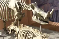Washington D.C. Natural History Museum Guided Tour thumbnail 4